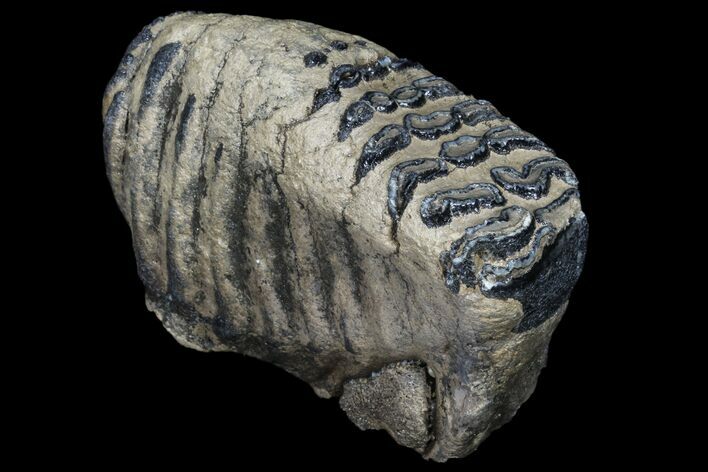 Fossil Southern Mammoth Molar #87482